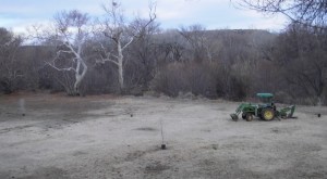 the tractor and trees