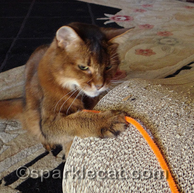 I am such a swift hunter, this was the best photo my human could get!