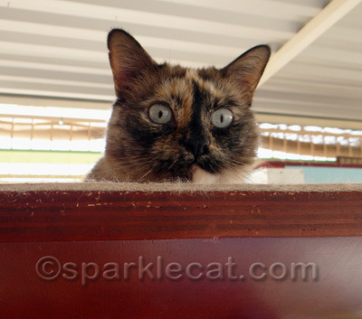 What big EYES you have!