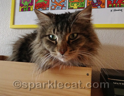 Maui works hard supervising the home business.