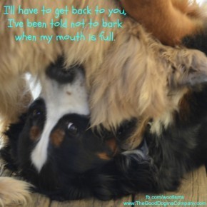 mouth DSC1244 290x290 Friday Funny funny dog blog