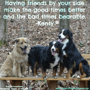 make DSC1564 290x290 Woofisms: Woofs of Wisdom© funny dog blog