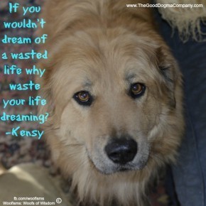 ifDSC0945 290x290 Woofisms: Woofs of Wisdom© funny dog blog
