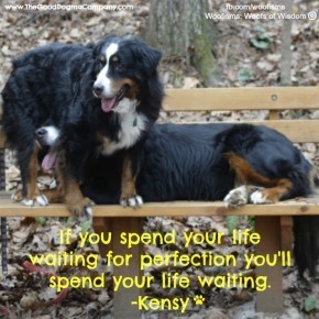 waiting 290x290 Woofisms: Woofs of Wisdom © funny dog blog