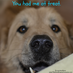 treatDSC0943 290x290 Friday Funny funny dog blog
