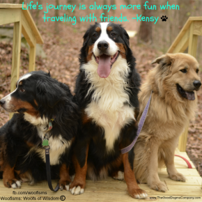 traveling DSC0444 290x290 Woofisms: Woofs of Wisdom© funny dog blog