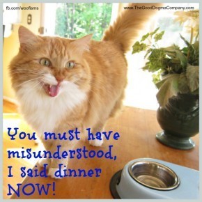 catIMG 3964 290x290 Friday Funny funny dog blog