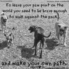 packIMG 2939 290x290 Woofisms: Woofs of Wisdom© funny dog blog