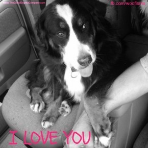 patcarIMG00309 20100826 1207 290x290 Message From Your Dog funny dog blog