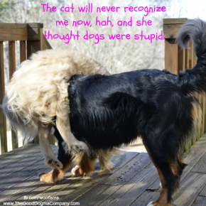 wig DSC0982 290x290 Friday Funny funny dog blog