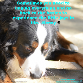joysDSC1146 290x290 Woofisms: Woofs of Wisdom© funny dog blog