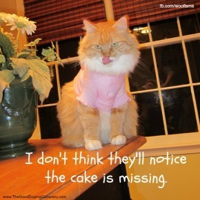 mbcakeIMG 4227 290x290 Friday Funny funny dog blog