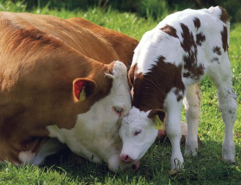 cow and calf