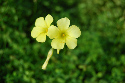 4609001783 7b88e6447c You Want to Buy a Franchise Because...