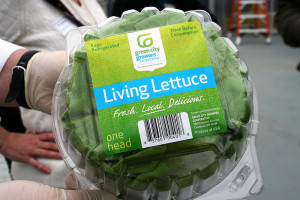 Lettuce_8949134741_3cc85e4f54_c
