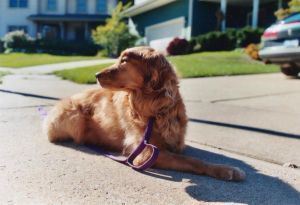 Does a dog make the neighborhood?
