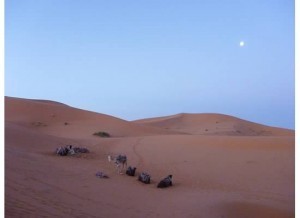 morocco camels