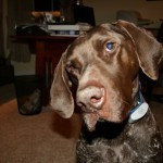 Ollie's famous head tilt.