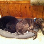 Ollie and Buck reached a peace accord over shared territories
