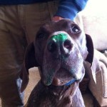 Some folks are brown nosers. Ollie was a green noser.