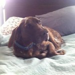 5 hours post thunderstorm, Ollie pretends he doesn't know it has passed.