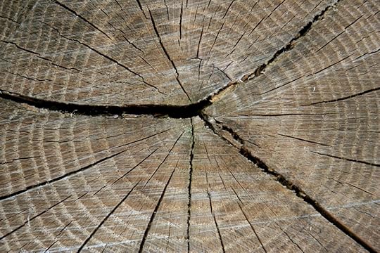 Tree Stump