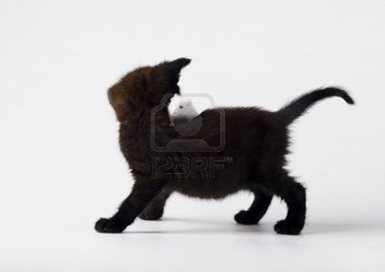  photo 952328-black-cat--white-mouse_zpsdc4b1938.jpg