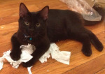 Vader loves playing with toilet paper!