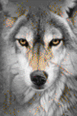 The Wolf