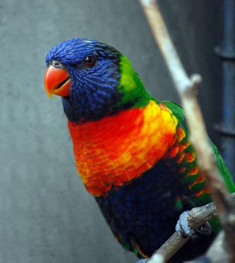 CleMetZooParrotschinkerj-Somerights