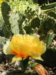 SAMSUNG DIGITAL CAMERA