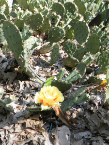 SAMSUNG DIGITAL CAMERA