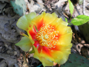 SAMSUNG DIGITAL CAMERA