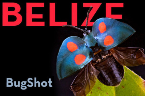 Bugshot