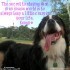 crazygoliathIMG 3520 70x70 Woofisms: Woofs of Wisdom © funny dog blog