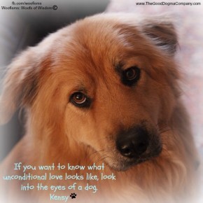 unMG 1690 290x290 Woofisms: Woofs of Wisdom © funny dog blog