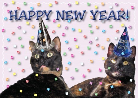 New Year's cats