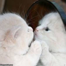 cute kitty mirror