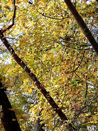 YellowLeaves