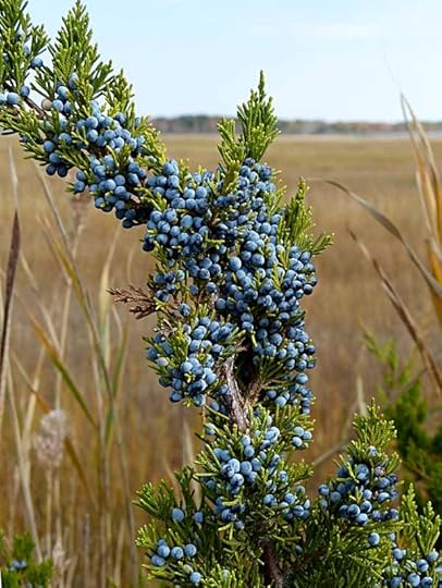 RedCedarBerries