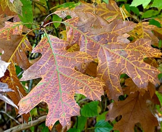 VeinedOakLeaves