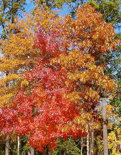 MapleTreeFull