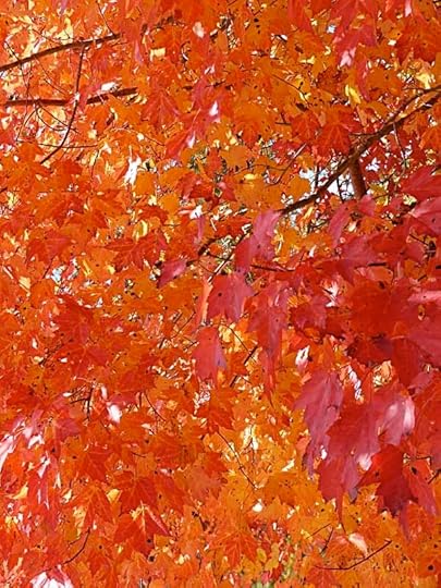 MapleTreeDetail