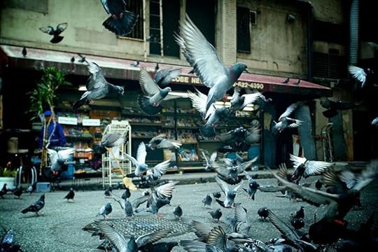 File:Pigeons taking off.jpg