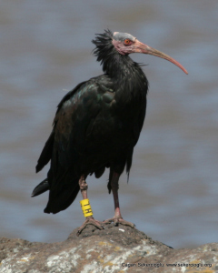 Bald ibis in Ethiopia