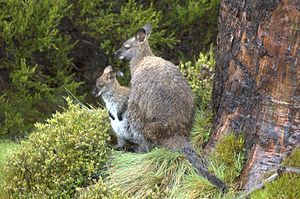 Mother wallaby with joey in the Tasmanian summ...