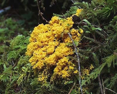 File:Slime Mold Olympic National Park North Fork Sol Duc.jpg