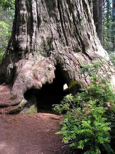 Redwood