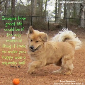 ballIMG 2273 290x290 Woofisms: Woofs of Wisdom © funny dog blog