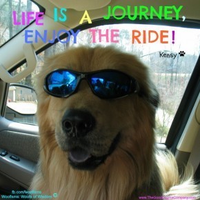 kenlifeIMG 6971 290x290 Woofisms: Woofs of Wisdom© funny dog blog